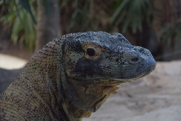 Dragon de Komodo de perfil