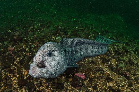 Wolf Eel