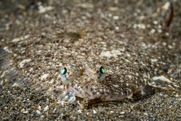 speckled sanddab portrait