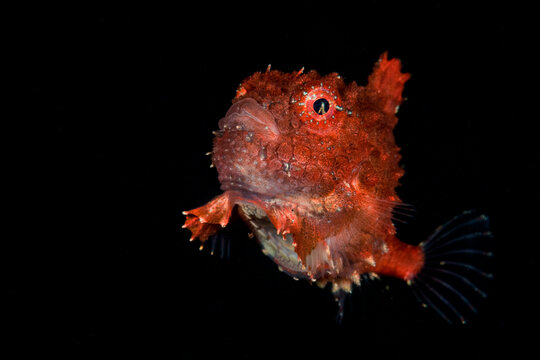 Pacific Spiny Lumpsucker