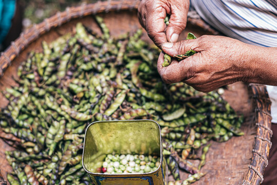 Faceless woman shelling beans while sitting at kitchen table
