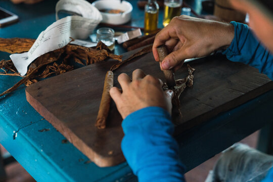 Crop person rolling cigars