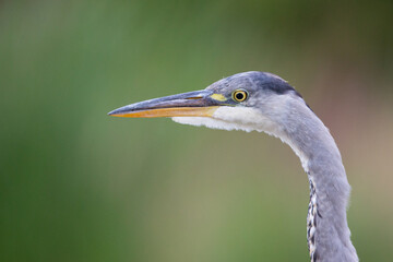 Close-up of Grey Heron (Ardea cinerea), soft-focus green background