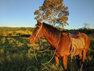 Cavalo em paisagem com arvores e céu