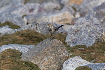 rock pipit standing on stone at seaside