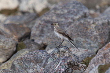 rock pipit standing on stone at seaside