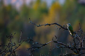 Fototapeta na wymiar Picus viridis - Green woodpecker in a beautiful autumnal landscape. 