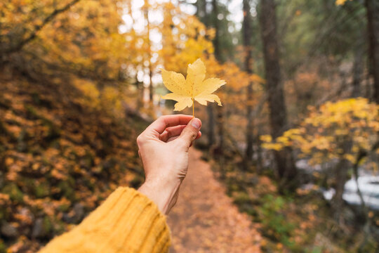 Man holding a tree leaf.