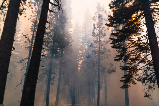 Burning tree in forest with smoke