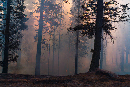 Fototapeta Burning tree in forest with smoke