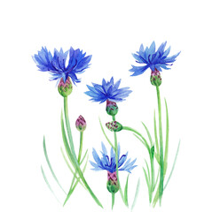 Watercolor cornflower flowers on long stems with buds and leaves.Postcard, pattern, print, decor.