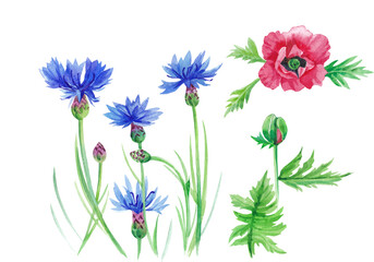 An illustration of watercolor flowers of a cornflower on long stems with buds and a poppy flower and leaves .Printing, decor, postcard.