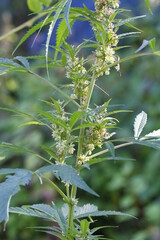 industrial hemp in the seed stadium 
