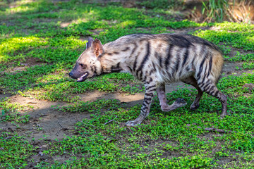 A striped hyena with open mouth
