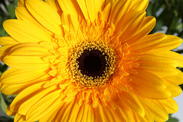 Yellow gerbera bright, flower close-up, wallpaper
