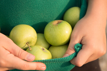 The child is holding green apples. The child folded the plucked apples into his T-shirt. Summer healthy food concept. Summer fresh vegetables and fruits. Holidays