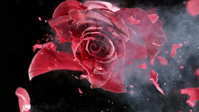 Super slow motion of exploding head of red rose, frozen by liquid nitrogen. Beautiful flower abstract shot. Filmed on high speed cinema camera, 1000fps.