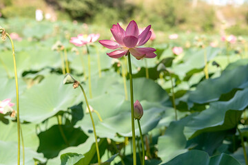 Pink water lotus flower. In summer it grows on the lake.