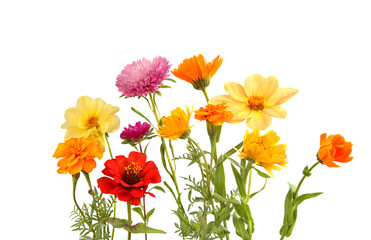 Arrangement of mixed garden flowers isolated on white background. Colorful blossom of calendula, dahlia mignon, aster, cosmos flowers.