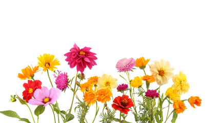 Arrangement of mixed garden flowers isolated on white background. Colorful blossom of calendula,...