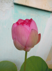 Closeup of a beautiful pink east Indian lotus flow