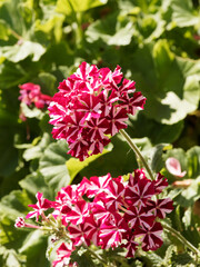 (Verbena X hybrida) Verveine d'été ou verveine hybride 'Superbena Coral Star' à fleurs roses vif étoilées de blanc en ombelles au sommet de tige