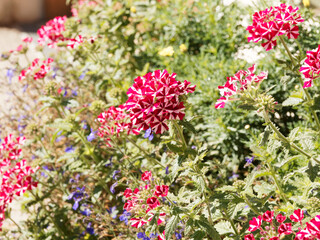 Verbena X hybrida 'Superbena Coral Star' | Verveine d'été à grosses fleurs rose corail...