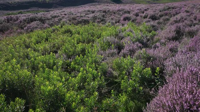 A remote shallow valley swathed in Bog Myrtle (Myrica gale) and Purple Heather (Calluna Vulgaris). On the North York Moors. August 2021