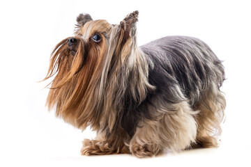 Yorkshire terrier, dog isolated on white