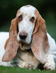 Fototapeta na wymiar Portrait of a Basset Hound lying down on grass and looking into camera