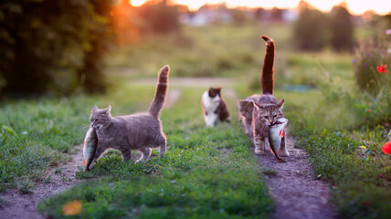 funny cats carry a large fish perch along a green meadow from fishing in the sunset light