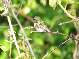 Male Ruby throated hummingbird perched on branch with background of green foliage in summer or spring in midwest ohio. 