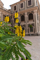 Vertical shot of senna flowers in front of a building