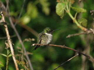 Fototapeta premium Male Ruby throated hummingbird perched on branch with background of green foliage in summer or spring in midwest ohio. 