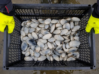 Springtime clam harvesting on Canada’s East Coast. © Denis Comeau