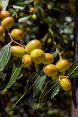  Jujube  (Ziziphus ) on tree