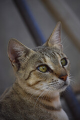 Young Cat portrait close up kitten adorable pussy pet domestic animal wallpaper background