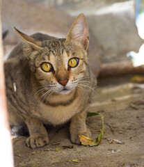 Young Cat portrait close up kitten adorable pussy pet domestic animal wallpaper background