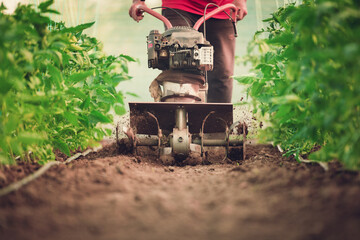 Farmer with a machine cultivator digs the soil in the vegetable garden. Tomatoes plants in a...