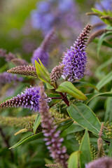 Close-up of purple veronica flowers in a garden