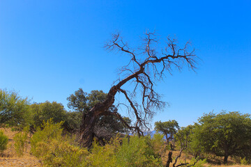 Árbol torcido