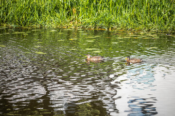 Beautiful view of a duck floating in river. Birds concept. Beautiful backgrounds of nature. Sweden.
