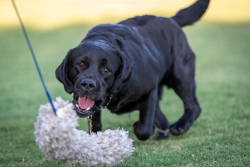 Black Labrador Retriever grabbing a toy