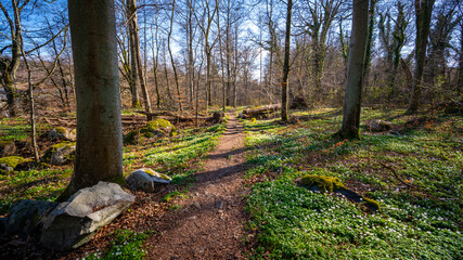 Forest path in Torsebro, Skåne, Sweden
