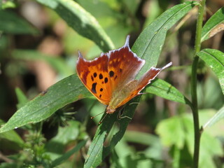 Question Mark Butterfly on Green Leaves in Summer or Spring in Ohio Midwest. 