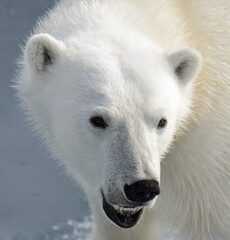 Plakat Polar bear's (Ursus maritimus) head close up
