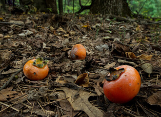 Fallen fruit of common persimmon (Diospyros virginiana). Fruit is eaten by many species of wildlife...