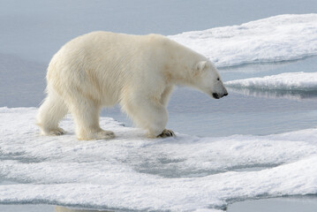 Naklejka na ściany i meble Wild polar bear on pack ice in Arctic