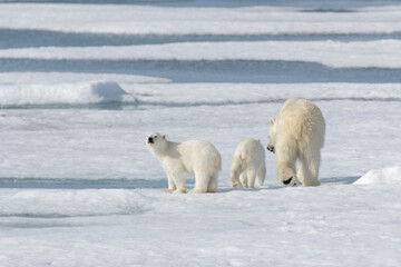 Plakat Wild polar bear (Ursus maritimus) mother and cub on the pack ice