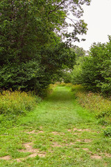 Fototapeta premium Rough track through a wooded area of the countryside. No people.